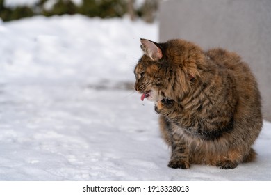 Cute Fluffy Kitten Cleaning Her Paws. Snow Is Packed Up Under Them. Snow Didnt Taste Good So She Spit It Out. Freezing Temperature. Cat Showing Tounge And Beeing Funky. Cold Estonian Winter