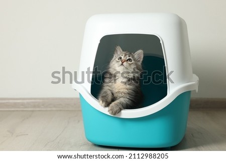 Cute fluffy kitten in closed litter box at home, space for text