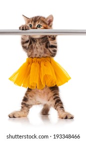 Cute fluffy kitten dressed in the tutu posing near ballet barre over white background