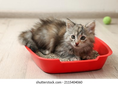Cute fluffy kitten in litter box at home - Shutterstock ID 2115404060