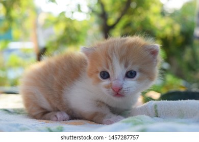 Cute Fluffy Kitten Looks At The World Around - Shutterstock ID 1457287757