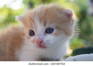 Cute Fluffy Kitten Looks At The World Around - Shutterstock ID 1457287763
