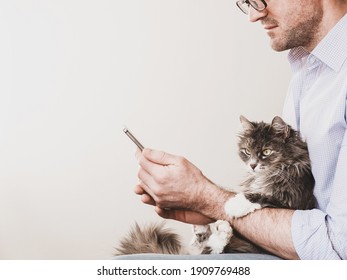 Cute, fluffy kitten and a man with a phone. Pet care concept