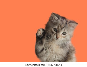 Cute Fluffy Kitten On Pale Orange Background