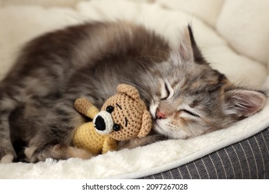 Cute fluffy kitten with toy sleeping on pet bed
