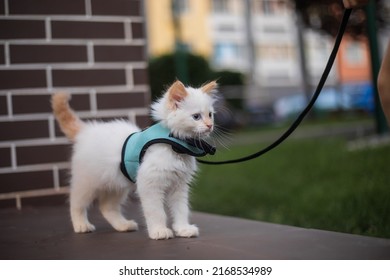 Cute fluffy kitten walking on the leash outdoor. 