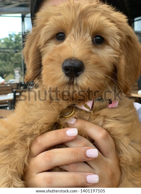 cutest labradoodle puppies