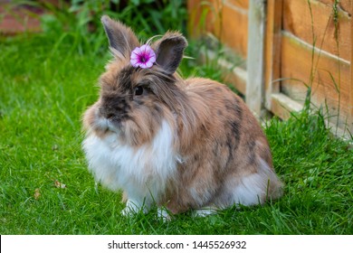 Lionhead Rabbits Images Stock Photos Vectors Shutterstock