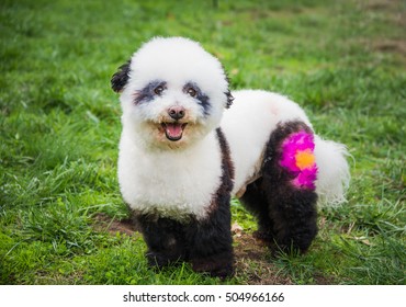 Cute Fluffy Little Dog Painted Like A Panda For Halloween Pet Costume Contest