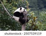 Cute fluffy Little Giant Panda Having Fun on the Tree, Shenshuping, Wolong Pandas Base, China