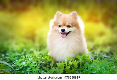 cute fluffy Pomeranian dog sitting in a spring park surrounded by yellow flowers on a sunny day