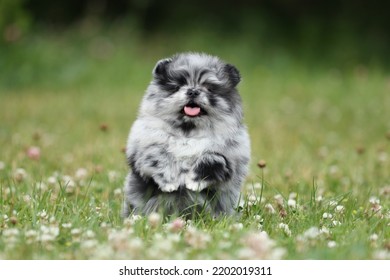 Cute fluffy Pomeranian puppy outdoors. Playful fluffy puppy - Shutterstock ID 2202019311