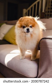 Cute Fluffy Pomeranian Spitz Dog Standing On A Beige Couch Looking Straight Into The Camera On A Sunny Day With Sharp Shadows. Pet At Home Concept.