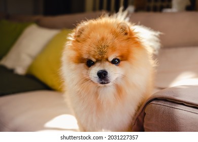 Cute Fluffy Pomeranian Spitz Dog Standing On A Beige Couch Looking Straight Into The Camera On A Sunny Day With Sharp Shadows. Pet At Home Concept.