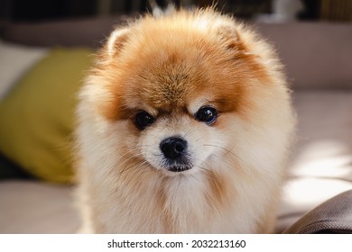 Cute Fluffy Pomeranian Spitz Dog Standing On A Beige Couch Looking Straight Into The Camera On A Sunny Day With Sharp Shadows. Pet At Home Concept.