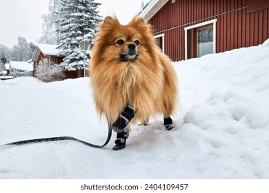 Cute fluffy pomeranian spitz dog on a winter walk on the leash w