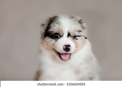 cute fluffy puppy pictures