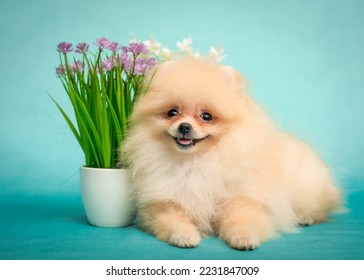 Cute fluffy puppy lies near a vase of flowers. The breed of the dog is the Pomeranian