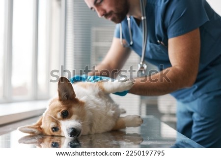 Cute fluffy purebred welsh pembroke corgi dog lying on table during medical check up while vet doctor bending over animal