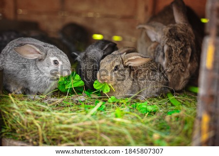cute fluffy rabbits eat green grass in a cage on the farm.