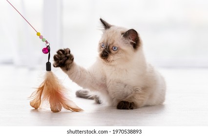 Cute fluffy ragdoll kitten witn beautiful blue eyes lying on the floor and playing with feathers toy hold by owner. Beautiful little purebred domestic cat indoors in white room