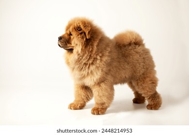 Cute fluffy red chow puppy, studio shot on a white background. High caliber chow chow puppy.