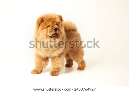 Cute fluffy red chow puppy, studio shot on a white background. High caliber chow chow puppy.