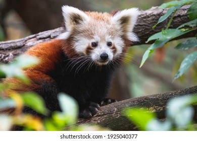 Cute fluffy red panda cub close up. Young lesser panda or firefox (Ailurus fulgens) on the tree branch.