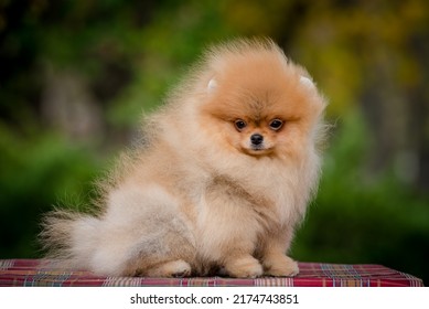 A cute, fluffy, red puppy stands beautifully on a path in the park. The breed of the dog is the Pomeranian