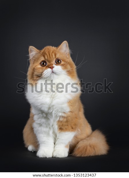 Cute Fluffy Red White British Shorthair Animals Wildlife