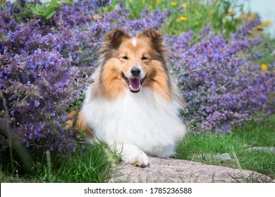 268 Sheltie Flower Field Images, Stock Photos & Vectors | Shutterstock