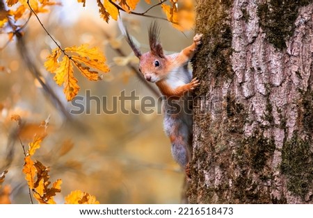 Similar – Foto Bild Eichhörnchen am Baumstamm