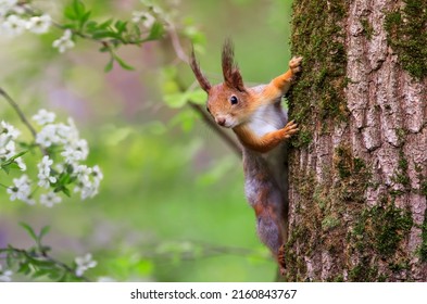 cute fluffy squirrel climbs trees among flowering branches of white cherry - Powered by Shutterstock