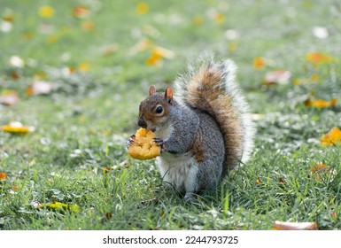 Cute fluffy squirrel eating a cookie or a hash brown in the park. Little chubby looking squirrel hanging out in the park during autumn. High resolution image with green colours slightly removed