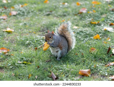 Cute fluffy squirrel eating a cookie or a hash brown in the park. Little chubby looking squirrel hanging out in the park during autumn. High resolution image with green colours slightly removed