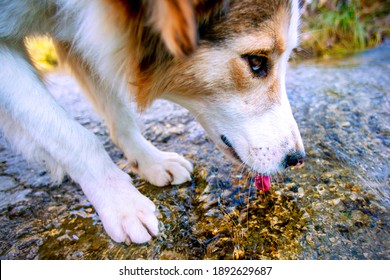 Cute Fluffy Stray Dog Drinking From The Stream
