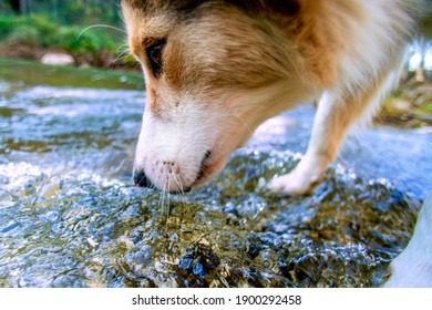 Cute Fluffy Stray Dog Drinking From The Stream