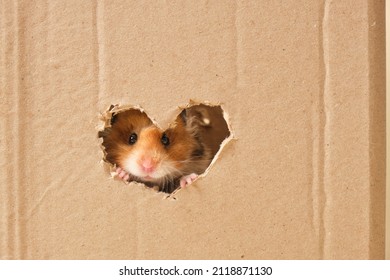 cute fluffy tri-color long-haired syrian hamster peeking out of a hole in cardboard, heart-shaped hole, love for rodents copy space