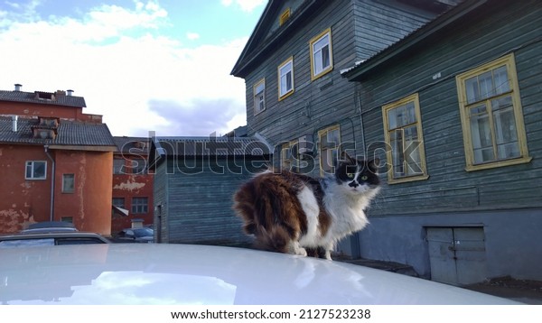 Cute fluffy tricolor scared homeless cat\
on car roof on old building background. Animal protection and\
saving lives concept. Street. Healthy\
animals.