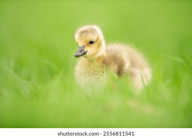 A cute, fluffy and very young Canada Gosling (baby goose) is pictured walking in grass in this close up image. - Powered by Shutterstock