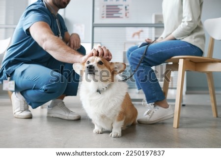 Cute fluffy welsh pembroke corgi dog enjoying cuddle of vet doctor sitting on squats in front of pet owner and consulting her in clinics