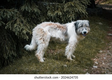 A Cute Fluffy White Dog Smiling In Front Of Dark Green Trees In A Forest