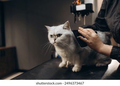 Cute fluffy white Persian cat lying comfortably on pet grooming table while getting a new haircut with scissor and comb by Asian professional pet groomer in pet grooming apron at a pet grooming salon.