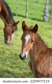 cute foal close up of baby horse with mare or mother horse in background foal filly or colt with diamond shaped star on forehead brown baby horse with white facial marking vertical equine image  - Shutterstock ID 2299977119