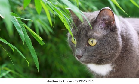 15 Cat Moving Its Ears Images, Stock Photos & Vectors | Shutterstock