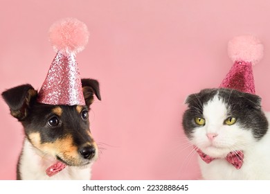 Cute fold cat and little puppy in a party birthday hat on a pink background, copy space. - Shutterstock ID 2232888645