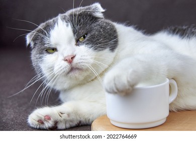 A cute fold-eared cat put its paw on a cup of coffee.