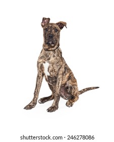 Cute Four Month Old Great Dane Stock Photo 246278086 | Shutterstock