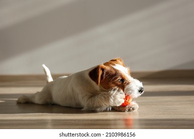 Cute four months old wire haired Jack Russel terrier puppy playing with orange rubber ball. Adorable rough coated pup chewing a toy on a hardwood floor. Close up, copy space, wood textured background. - Shutterstock ID 2103986156