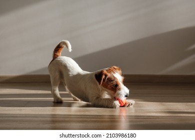 Cute four months old wire haired Jack Russel terrier puppy playing with orange rubber ball. Adorable rough coated pup chewing a toy on a hardwood floor. Close up, copy space, wood textured background.